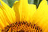 #12151 Picture of an American Giant Sunflower Petals by Jamie Voetsch