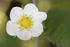 #12153 Picture of a Strawberry Blossom by Jamie Voetsch
