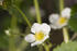 #12155 Picture of a White Strawberry Blossom by Jamie Voetsch