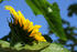 #12156 Picture of an American Giant Sunflower by Jamie Voetsch