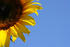 #12158 Picture of an American Giant Sunflower by Jamie Voetsch