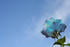 #12159 Picture of a Blue Rose Against Blue Sky by Jamie Voetsch