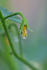 #12163 Picture of a Dew Drop on Tomato Blossom by Jamie Voetsch