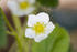 #12164 Picture of a Strawberry Blossom by Jamie Voetsch