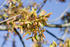 #12170 Picture of Maple Helicopter Seeds by Jamie Voetsch