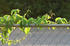#12171 Picture of a Virginia Creeper Vine by Jamie Voetsch