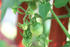 #12196 Picture of Tomatoes on the Vine by Jamie Voetsch