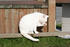 #1221 Photography of a White Cat Cleaning Itself by Kenny Adams