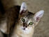 #12212 Picture of a Savannah Kitten Looking Upwards by Jamie Voetsch