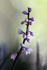 #12217 Picture of Purple Flowers of Black Mondo Grass by Jamie Voetsch