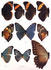 #12316 Picture of Catoplebea Morpho Butterflies by JVPD