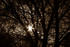 #127 Sepia Toned Stock Image of a Sunburst Through a Tree by Jamie Voetsch