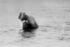 #12765 Picture of a Man Using a Sub Aquatic Camera in 1909 by JVPD