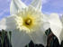 #129 Stock Image of a White Daffodil by Jamie Voetsch