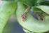 #13104 Picture of a Flower Bud Pod on a Hindu Rope Hoya Plant by Jamie Voetsch