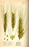 #13723 Picture of Common Wheat (Triticum aestivum) by JVPD