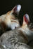 #13754 Picture of a Male Kitten Biting a Female’s Neck, Trying to Mate or Play by Jamie Voetsch