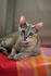 #13757 Picture of a Male F4 Savannah Kitten on a Towel by Jamie Voetsch