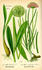 #13800 Picture of Allium Victoralis Onion Plants by JVPD