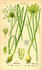 #13829 Picture of Field Garlic (Allium oleraceum) by JVPD