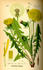 #14193 Picture of Common Dandelion (Taraxacum officinale) by JVPD
