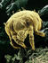 #14227 Picture of the Yellow Mite (Lorryia formosa) by JVPD