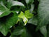 #145 Photograph of Green Ivy With New Growth by Jamie Voetsch