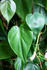 #14699 Picture of Leaves on a Heartleaf Philodendron Plant. by Jamie Voetsch