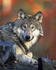 #14701 Picture of a Gray Wolf, Timber Wolf (Canis lupus) by JVPD