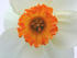 #149 Photo of a White Daffodil With an Orange Cup by Jamie Voetsch