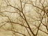#150 Photograph of Bare Tree Branches in Sepia Tone by Jamie Voetsch