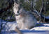 #15171 Picture of a Gray Wolf With a Tracking Collar by JVPD