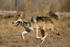 #15172 Picture of a Running Mexican Wolf (Canis lupus baileyi) by JVPD