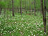 #15177 Picture of White Wildflowers Along the Flint River in Georgia by JVPD