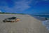 #15182 Picture of a Loggerhead Sea Turtle (Caretta caretta) on a Beach by JVPD