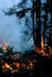 #15199 Picture of a Fire in a Spruce Forest, Innoko NWR by JVPD