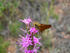 #15200 Picture of a Pawnee Montane Skipper Butterfly on Pink Flowers by JVPD