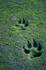 #15201 Picture of Two Wolf Tracks in Sand by JVPD