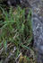 #15211 Picture of an Aleutian Shield Fern (Polystichum aleuticum) by JVPD