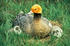 #15290 Picture of an Emperor Goose (Chen canagica) And Chicks by JVPD