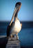 #15303 Picture of a Brown Pelican (Pelecanus occidentalis) by JVPD