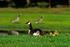 #15312 Picture of Canada Geese (Branta canadensis) And Goslings by JVPD