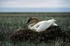 #15317 Picture of a Tundra Swan (Cygnus columbianus) Nesting by JVPD