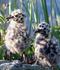 #15324 Picture of Two Spotted Mew Gull Chicks (Larus canus) by JVPD