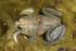 #155 Photograph of a Frog in a Pond by Jamie Voetsch