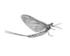 #15508 Picture of a Mayfly (Ephemeroptera) by JVPD