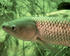 #15523 Picture of a Grass Carp Fish, White Amur (Ctenopharyngodon idella) by JVPD