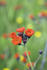 #15556 Picture of Orange Hawkweed Flowers (Hieracium aurantiacum) by JVPD