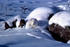 #15557 Picture of an Arctic Fox (Alopex lagopus) Curled up in Snow by JVPD