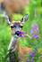 #15574 Picture of a Sitka Deer (Odocoileus hemionus sitkensis) Eating Fireweed Flowers by JVPD